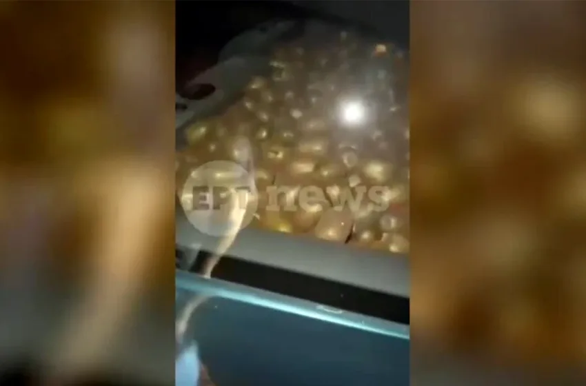  Βίντεο: Αγρότες έπιασαν κλέφτη στα πράσα – “Φούλαρε” το ΙΧ με ακτινίδια