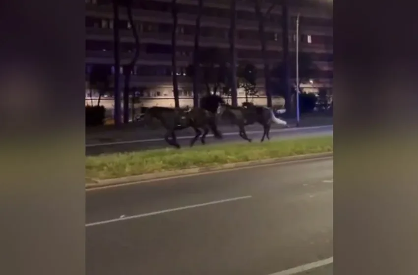  Ρώμη: Πανικός με ανεξέλεγκτα άλογα σε κεντρική λεωφόρο – Δυο τραυματίες σε σοβαρή κατάσταση
