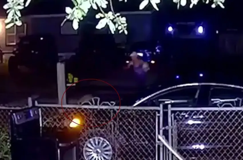 Φλόριντα: Φρίκη με πίτμπουλ – Κατασπάραξαν 50χρονη που κρατούσε αγκαλιά το σκυλάκι της (vid.)