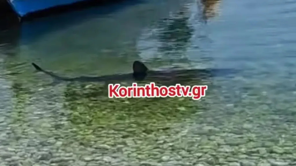 karxarias korinthostv 1200x675 1