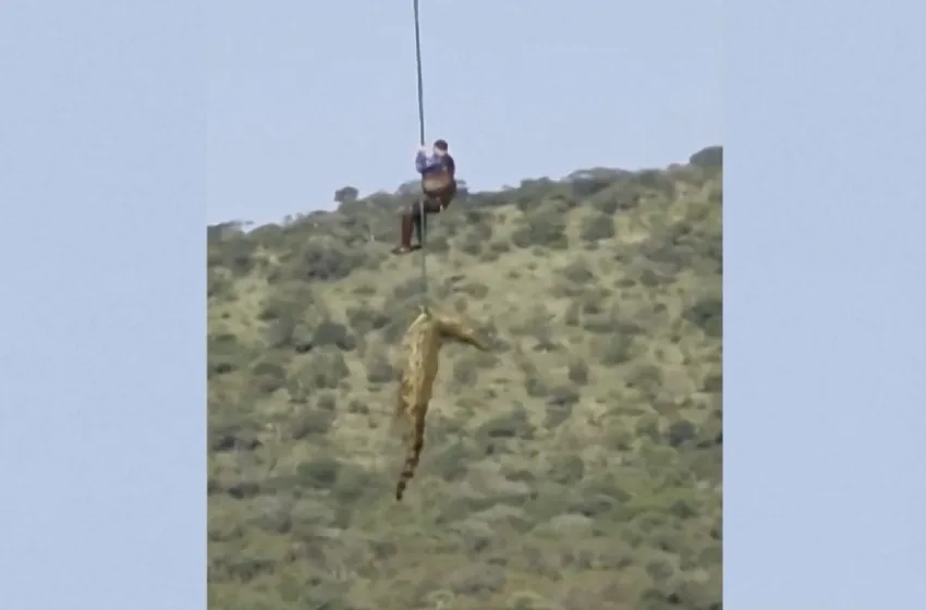  Νότια Αφρική: Αγνοούμενος ξενοδόχος και έξι ζευγάρια παπούτσια βρέθηκαν στο στομάχι κροκόδειλου(vid)