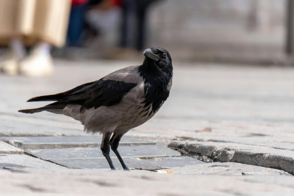 pexels navlakha 30595257