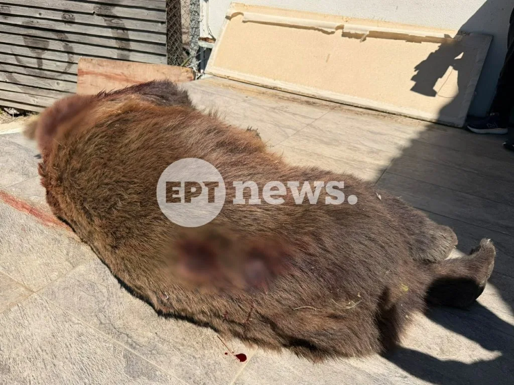 Φλώρινα: Δύο νεκρές αρκούδες μέσα σε 24 ώρες μετά το νεκρό αρκουδάκι στο Βόιο Κοζάνης 4 12 1