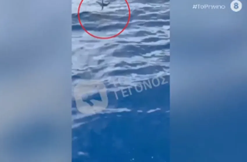  Καρχαρίας κόβει βόλτες στην Ανάβυσσο 