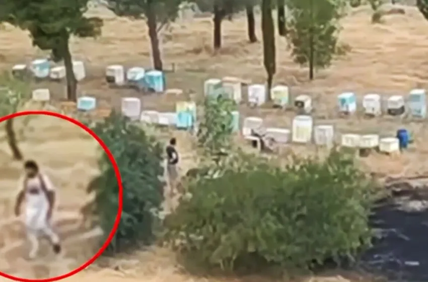  Άλσος Βεΐκου: Αθωώθηκε ο μελισσοκόμος που κατηγορήθηκε για τον εμπρησμό