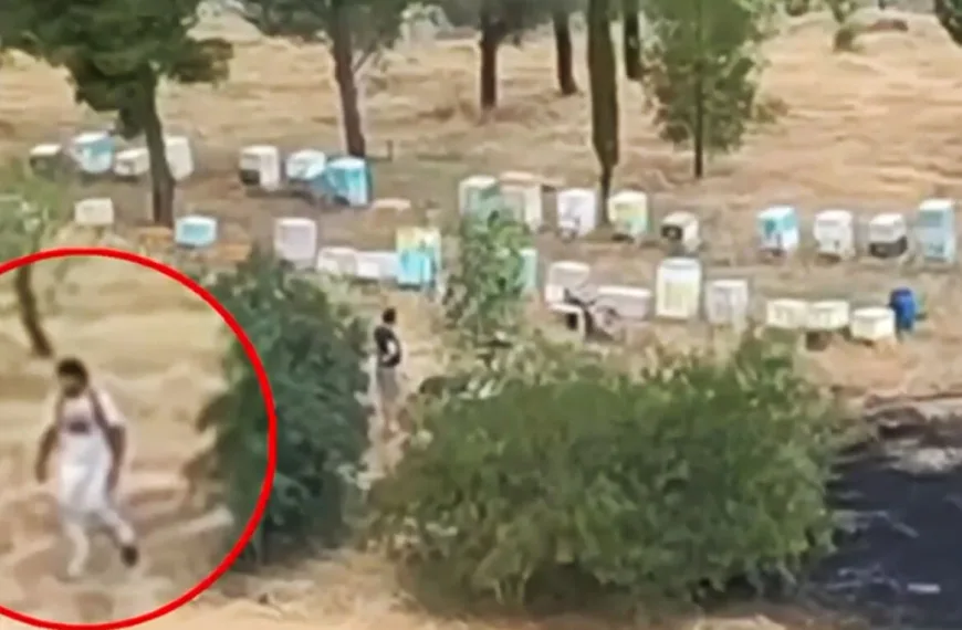 Άλσος Βεΐκου: Αθωώθηκε ο μελισσοκόμος που κατηγορήθηκε για τον εμπρησμό