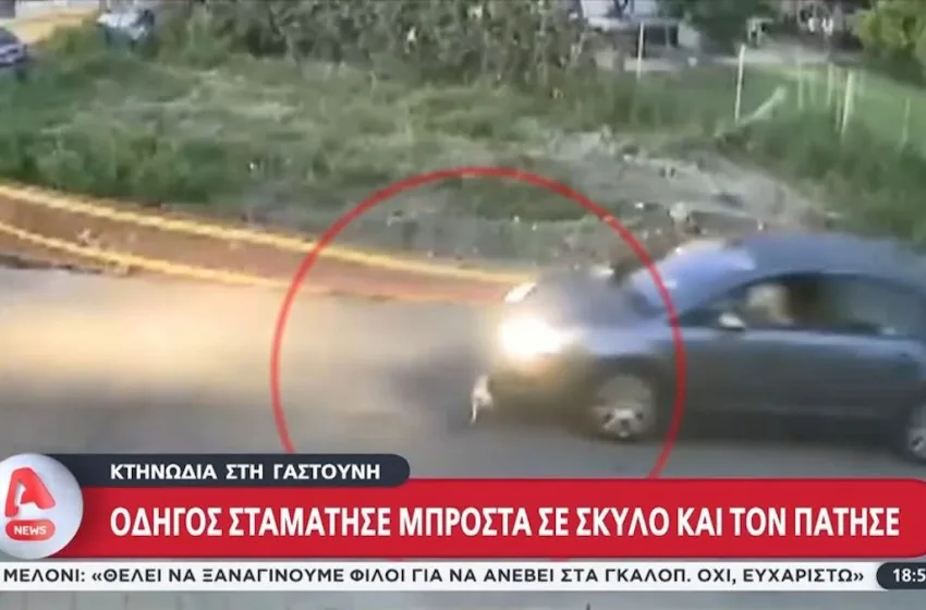  Γαστούνη: Επικηρύχθηκε ο οδηγός που πάτησε τον σκύλο