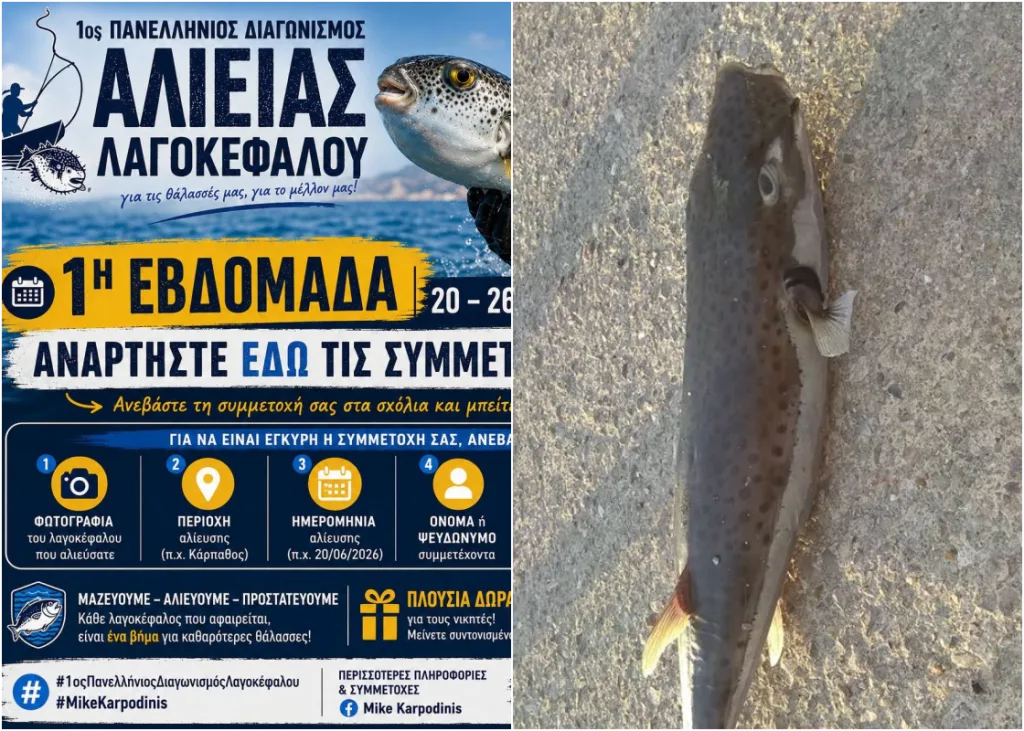 lagokefalos 1