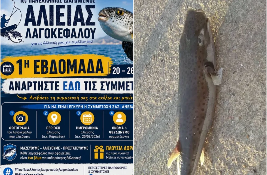  Ξεκίνησε η “μάχη” των ψαράδων για την εξάλειψη του λαγοκέφαλου-Τι λένε, ειδικοί και επιστήμονες