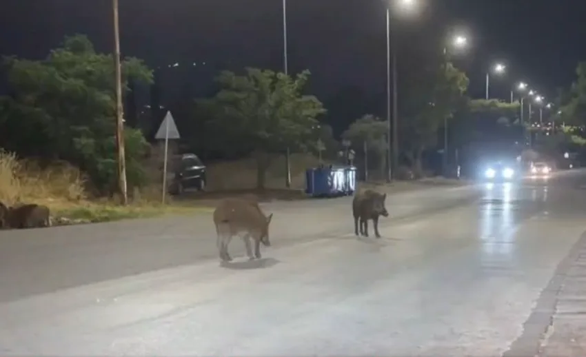  Μενίδι: Οικογένεια αγριογούρουνων μπλόκαρε τη λεωφόρο Θρακομακεδόνων (vid)