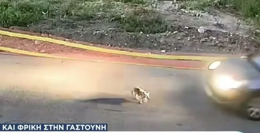  Γαστούνη: Θέμα χρόνου η σύλληψη του οδηγού που πάτησε επίτηδες σκύλο