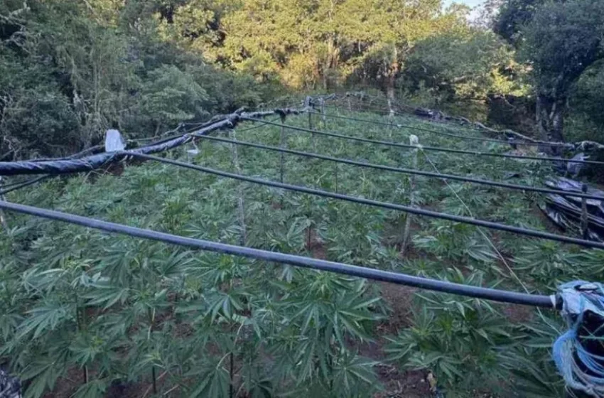  Λαμία: Εντοπίστηκε χασισοφυτεία με 4.000 δενδρύλλια σε χωριό-Tρεις συλλήψεις
