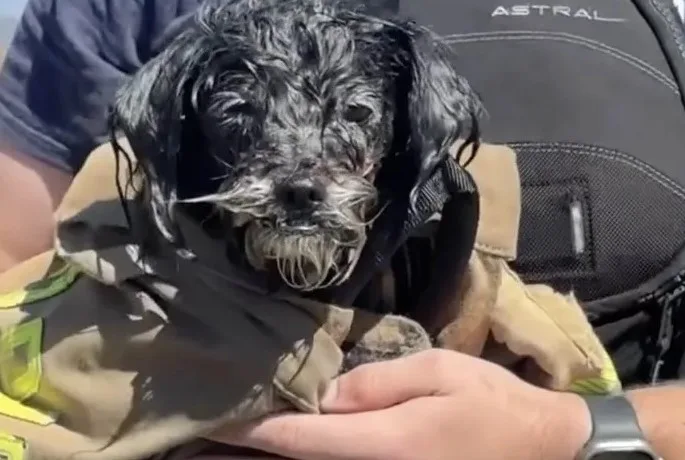 Missing Dog