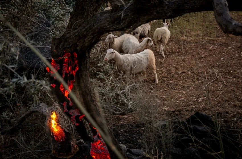  Ρέθυμνο: Πύρινο μέτωπο 20 χλμ-Θρήνος για τους τρεις νεκρούς πυροσβέστες-Εκκενώσεις τη νύχτα