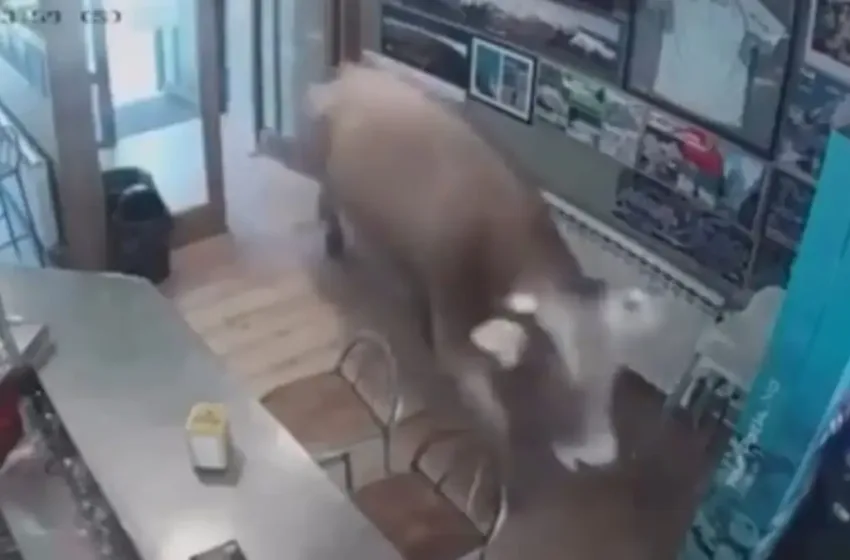  Ισπανία: Ταύρος μπήκε ξαφνικά σε μπαρ (vid)