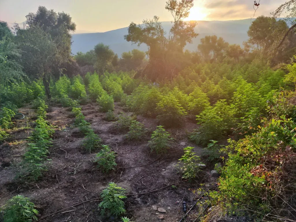 Φυτεία κάνναβης, εκατομμυρίων ευρώ ξήλωσαν αστυνομικοί στη Μεσσηνία 2 kannabis