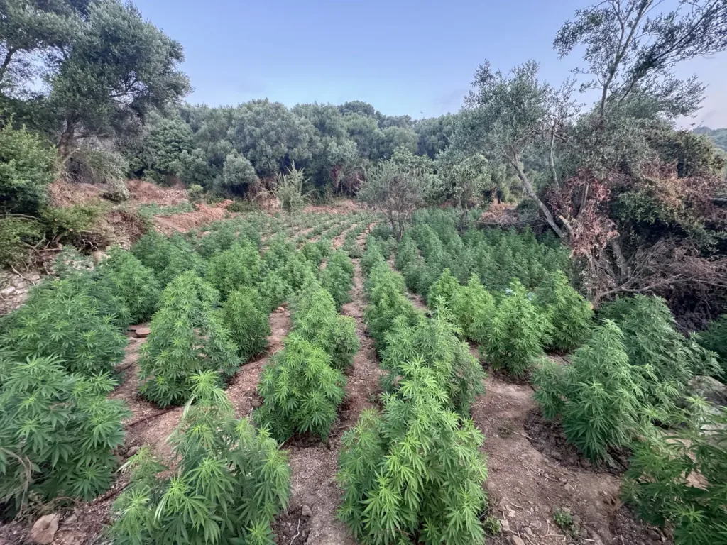 kannabis 3
