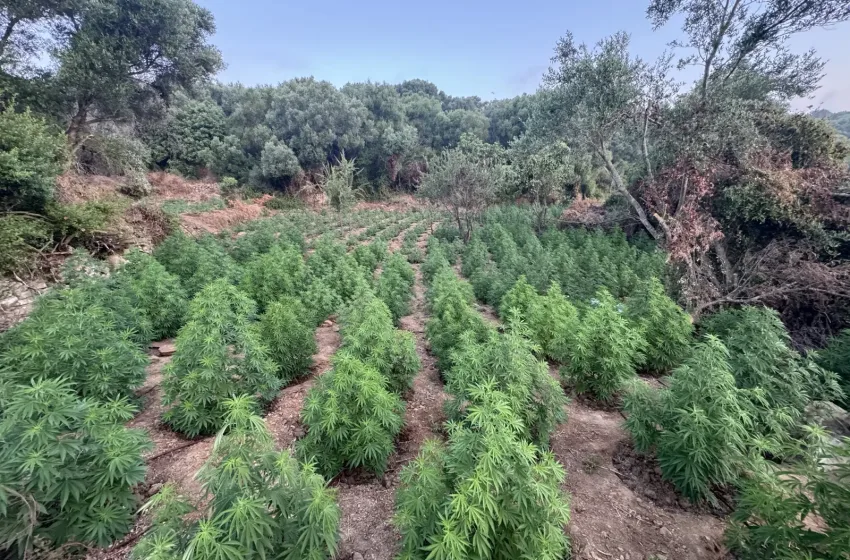  Φυτεία κάνναβης, εκατομμυρίων ευρώ ξήλωσαν αστυνομικοί στη Μεσσηνία