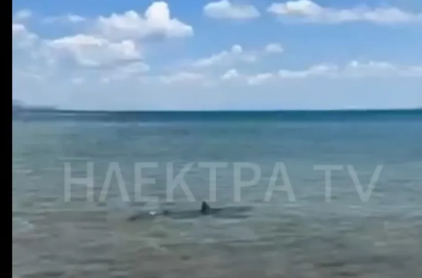  Καρχαρίας βγήκε ξανά στα ρηχά στις Κεχριές Κορινθίας (vid)