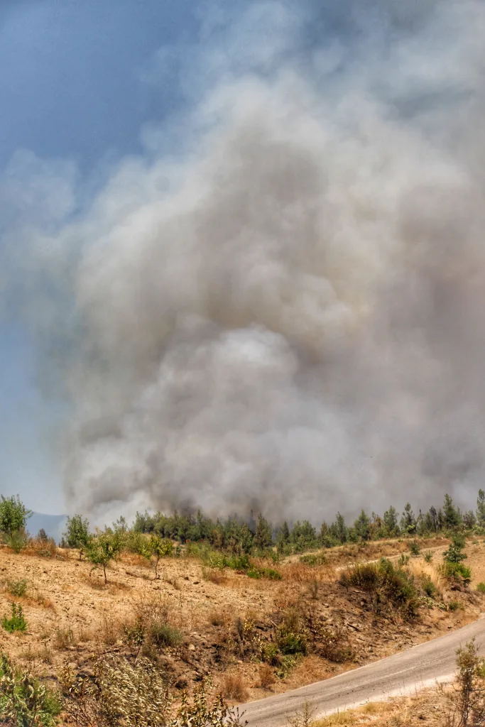 Τα παραμελημένα φυσικά αντιπυρικά τείχη της Μεσογείου 11 pexels gmyuruten01 11566540