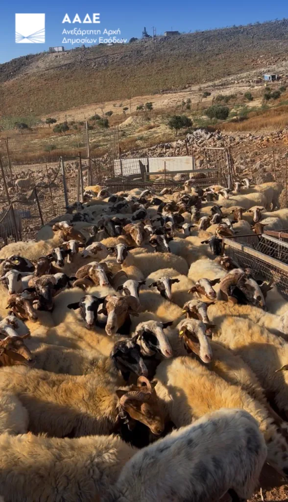 ΑΑΔΕ: Έλεγχος στην Κρήτη για αγροτικές επιδοτήσεις-120 από τους 195 κτηνοτρόφους δεν προσήλθαν 6 3