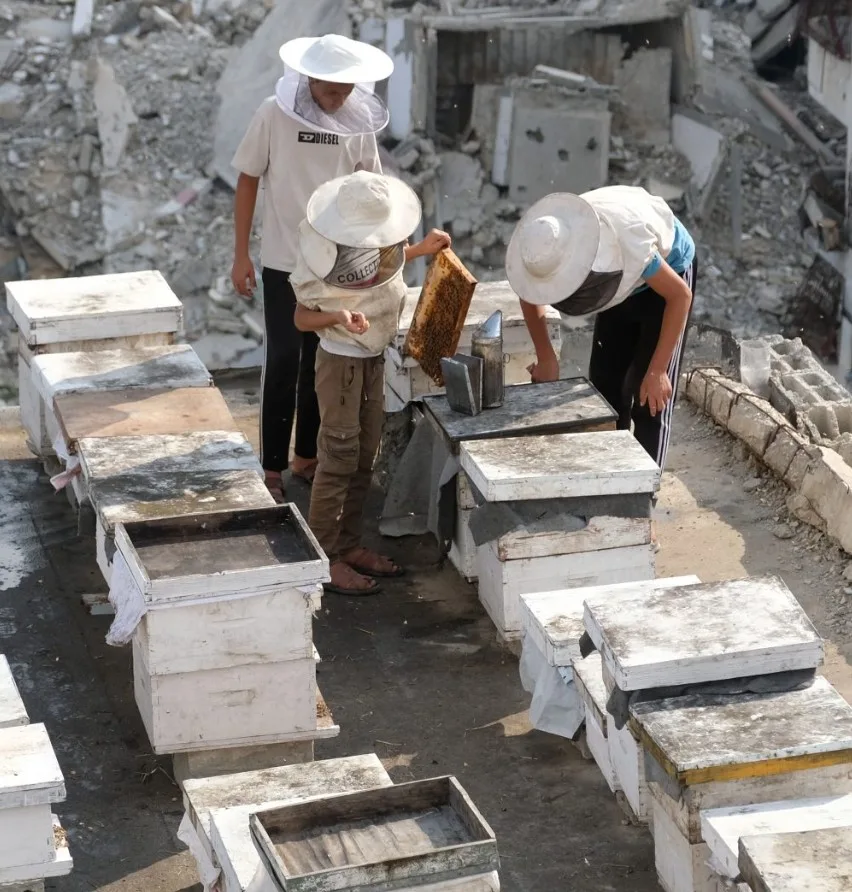 Γάζα: Ο ''επίμονος μελισσοκόμος'' κάνει μια νέα αρχή μέσα στα ερείπια του πολέμου 7 47