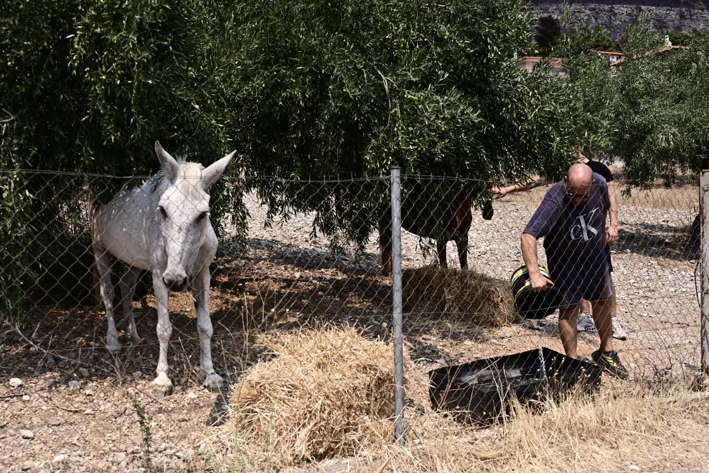Φωτιές σε Αττικοβοιωτία: Συνεχίζονται μέσα στα καμένα, οι διασώσεις ζώων 4 7049934