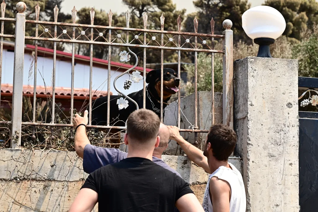 Φωτιές σε Αττικοβοιωτία: Συνεχίζονται μέσα στα καμένα, οι διασώσεις ζώων 6 7049937
