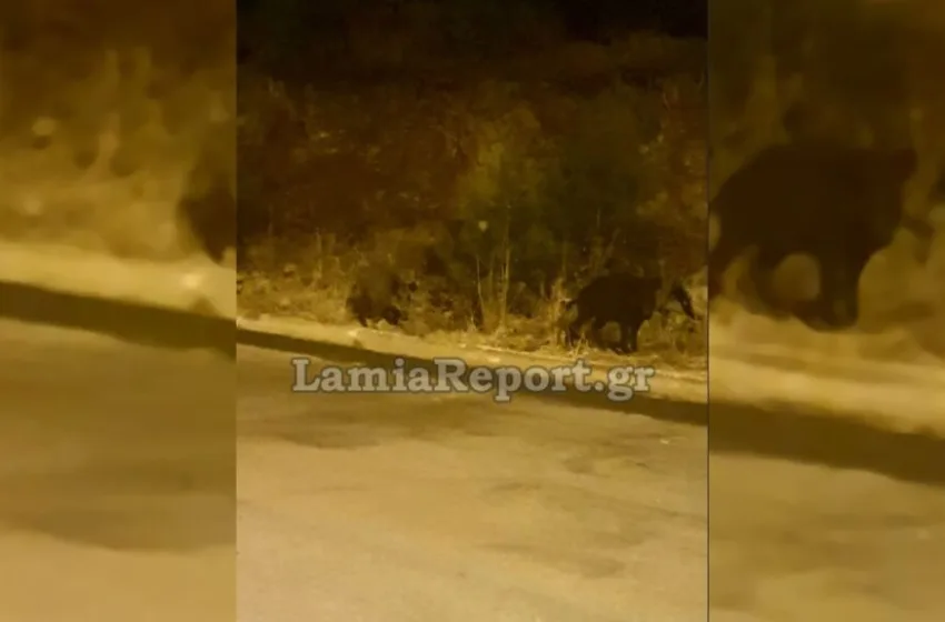  Κοπάδι από αγριογούρουνα… κόβουν βόλτες στη Λαμία (vid)