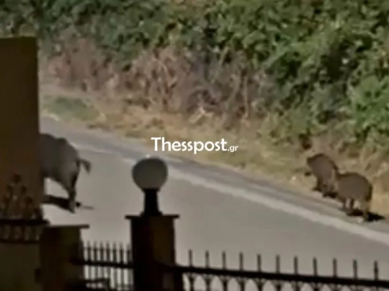 agriogouroyna jpg