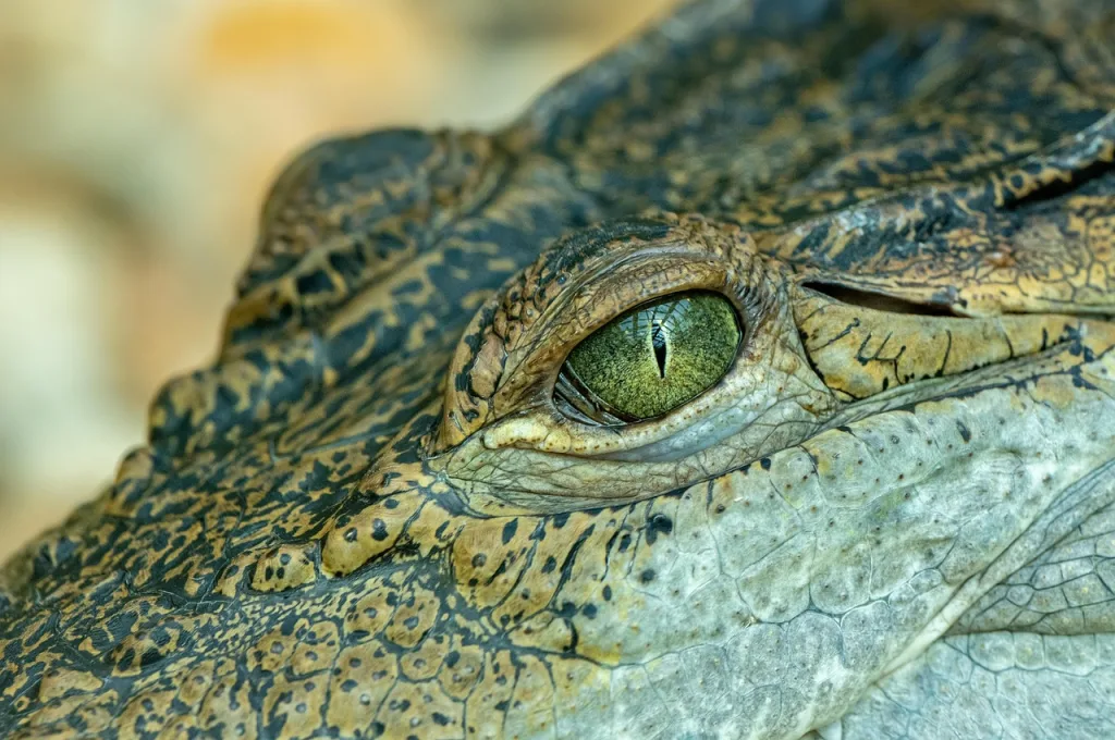 crocodile