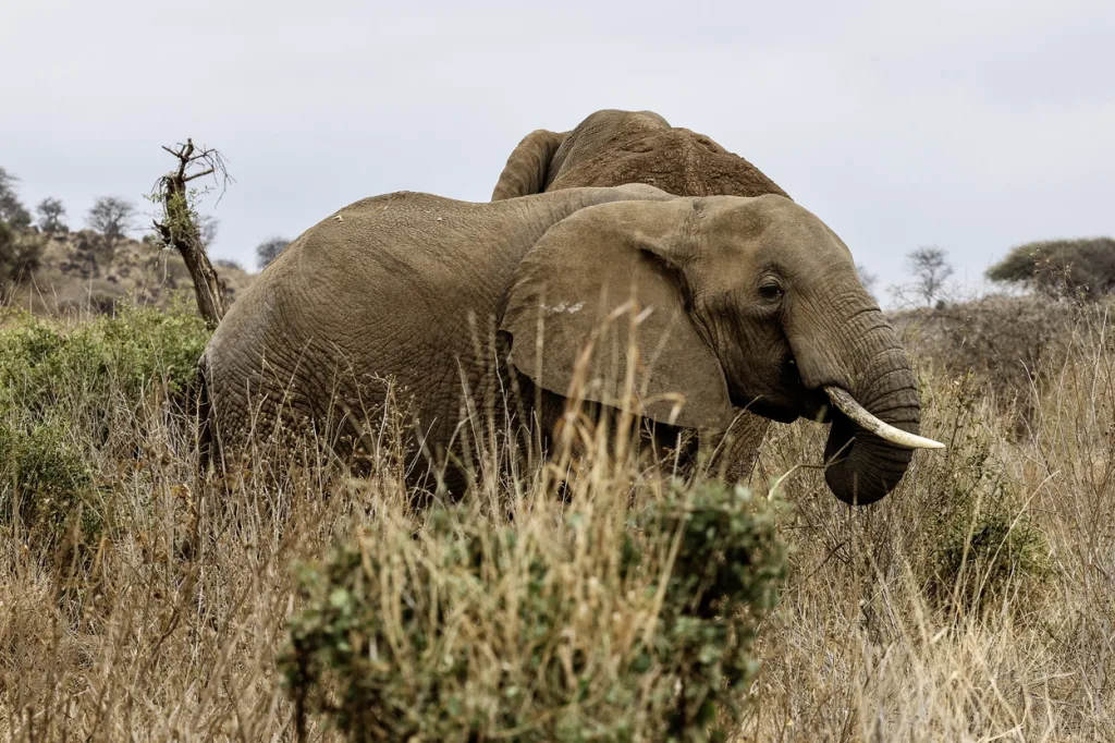 elephants