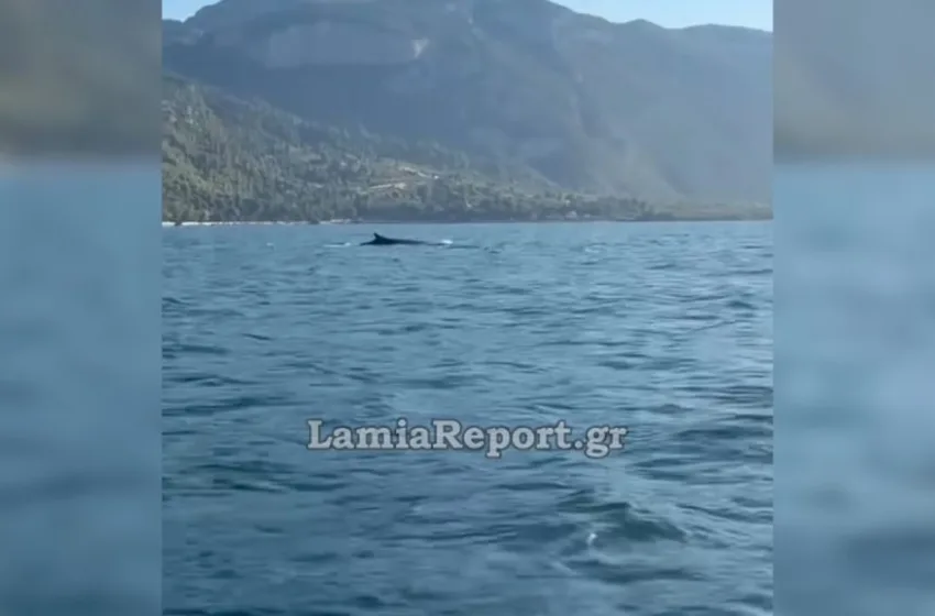  Καμένα Βούρλα: Εντυπωσιακό βίντεο από τη νέα εμφάνιση πτεροφάλαινας 