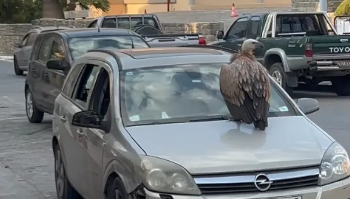 gypas car