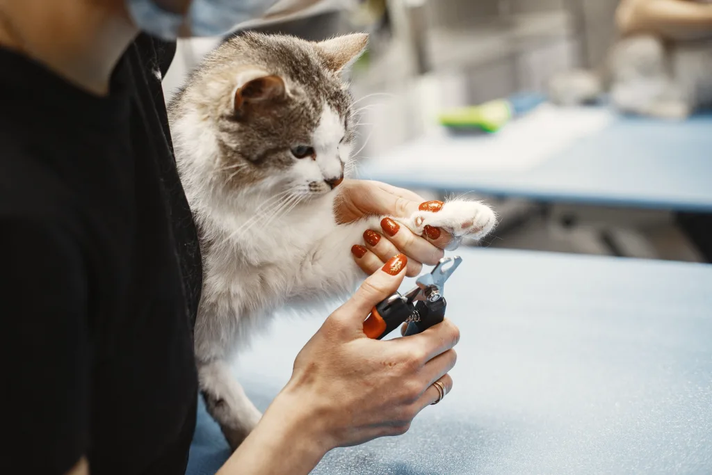 "Fur babies": Όταν (και γιατί) τα κατοικίδια γίνονται τα... "μωρά" μας 10 pexels gustavo fring 6816842