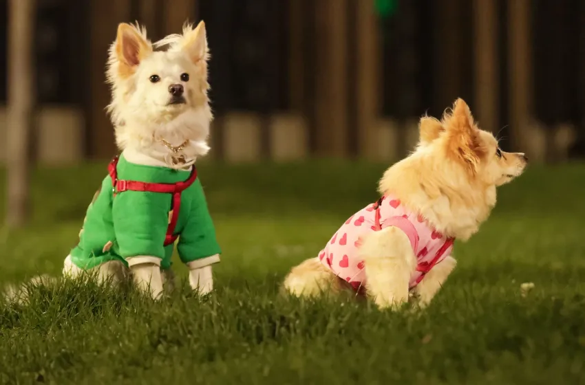  “Fur babies”: Όταν (και γιατί) τα κατοικίδια γίνονται τα… “μωρά” μας