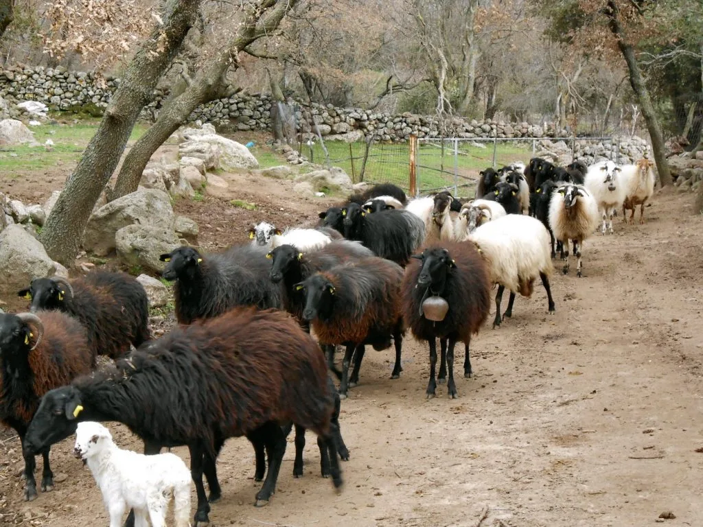 Μυτιλήνη: Ένταση, φωνές, κλίμα οργής στη Λέσβο από κτηνοτρόφους και παραιτήσεις 5 provato filis lesvou