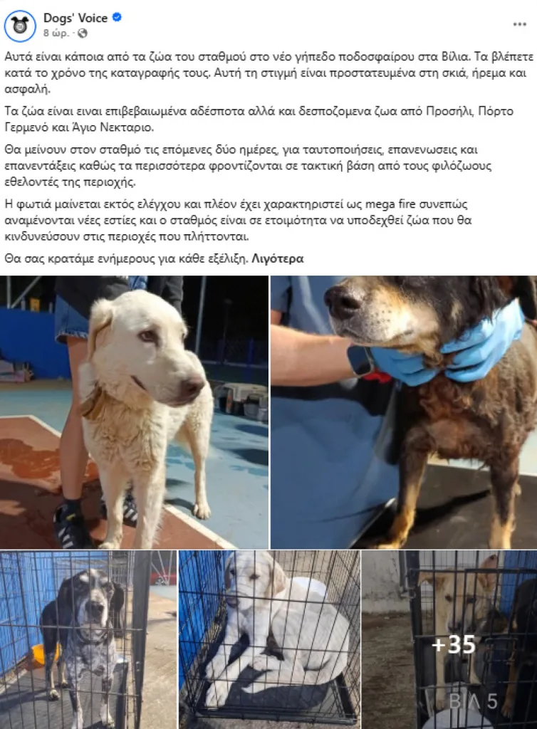 Φωτιά στο Πόρτο Γερμενό: Δεκάδες ζώα βρήκαν καταφύγιο σε προσωρινό σταθμό υποδοχής στα Βίλια 6 screenshot122