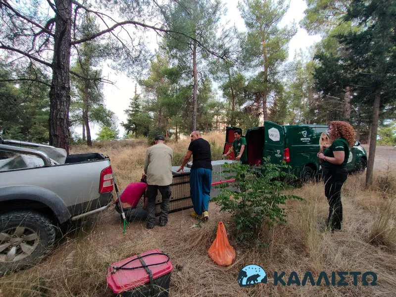 Θεσσαλονίκη: Πιάστηκε σε παγίδα ο λύκος που είχε επιτεθεί σε 4χρονο παιδί στην Πολίχνη 2 syllipsilykouthessaloniki260813d.jpg