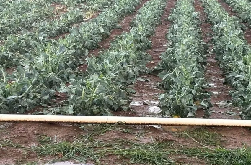  Χαλαζόπτωση στην Τεγέα- Μεγάλες ζημιές σε καλλιέργειες, πλημμύρισαν χωράφια (εικόνες)