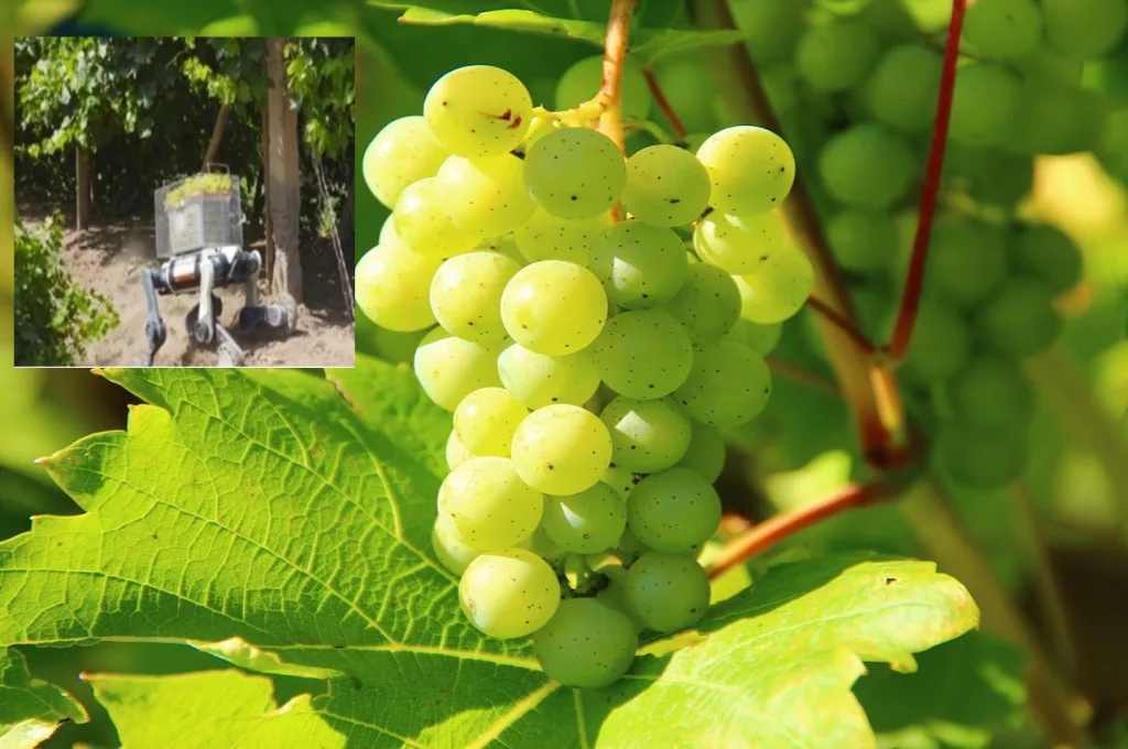 ROBOT GRAPES