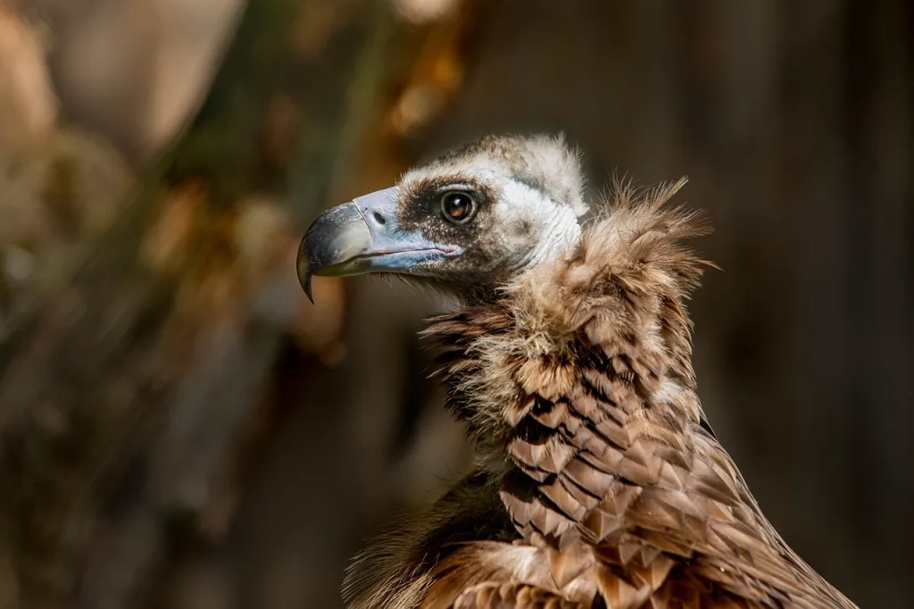 cinereous vulture 7246955 1280