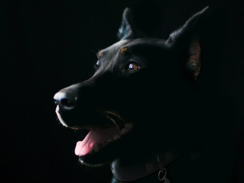 dog 5519360 1280