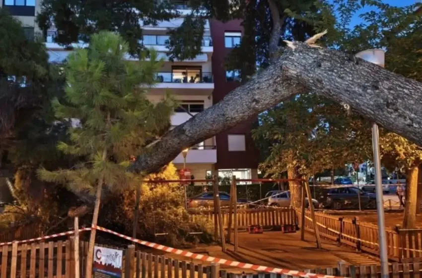  Καλαμαριά: Έπεσε δέντρο σε μητέρα και τον 17 μηνών γιο της σε παιδική χαρά