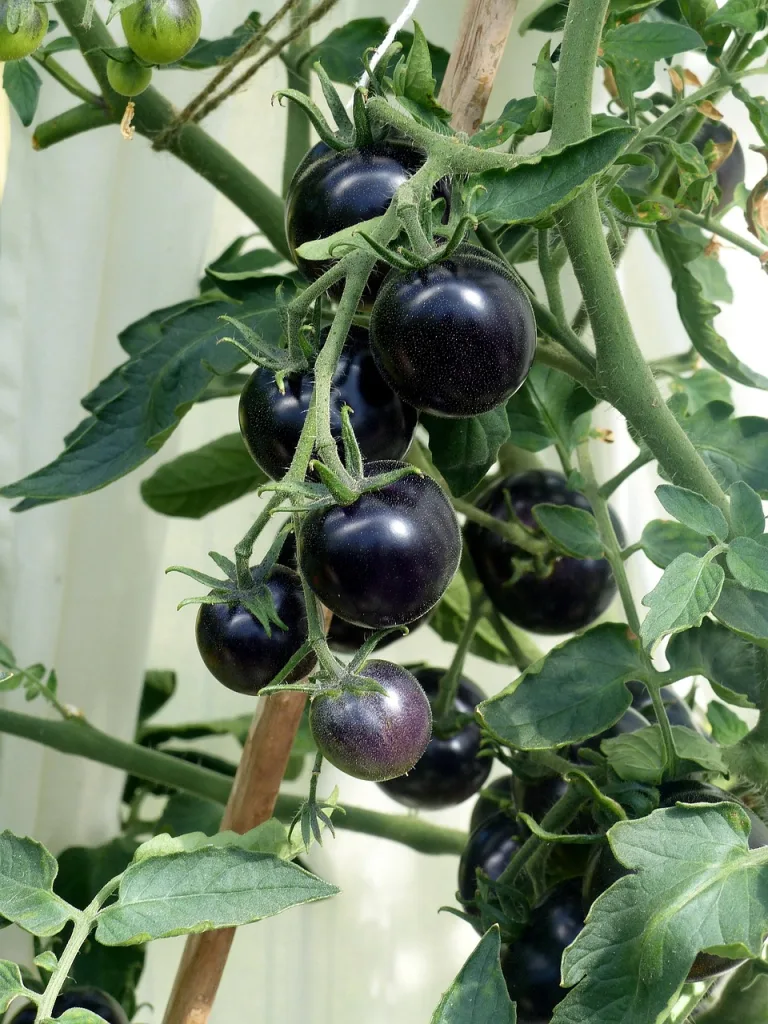 tomatoes 3555775 1280