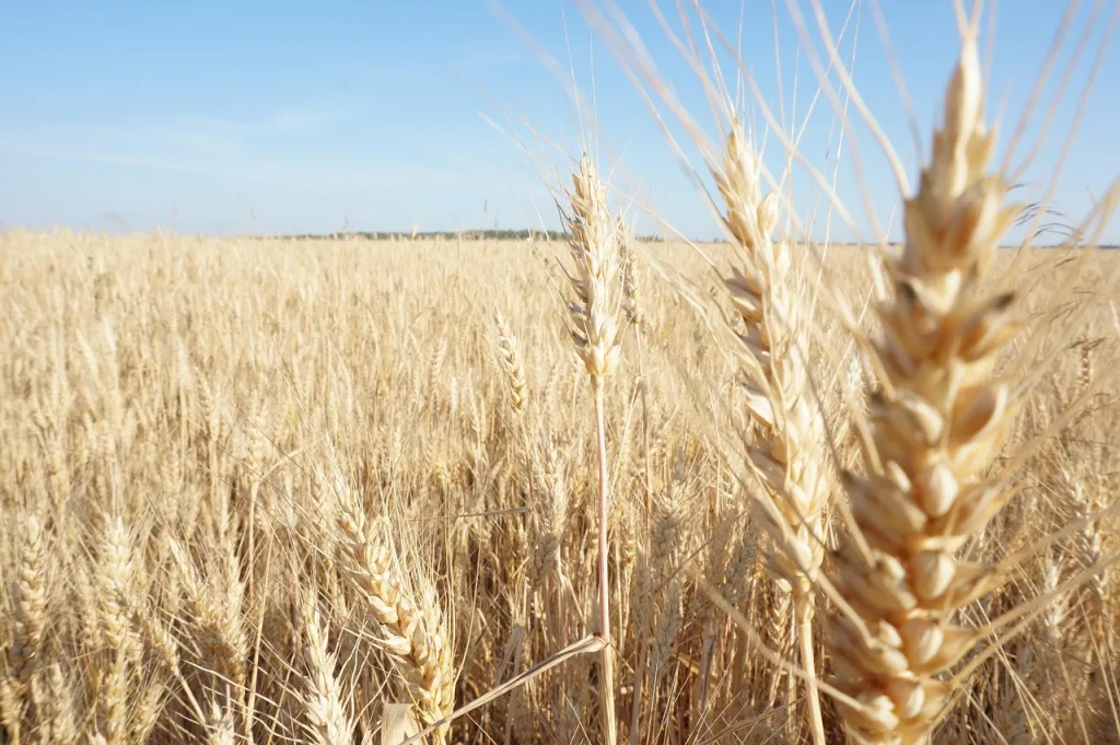 wheat 4271198 1280