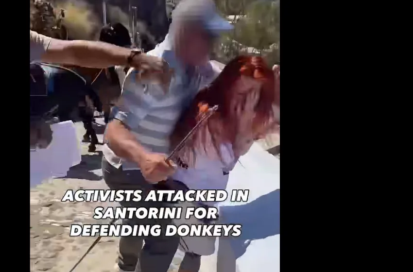  Σαντορίνη: Αγωγιάτες επιτέθηκαν σε ακτιβίστριες- Διαμαρτύρονταν για τα γαϊδουράκια που μεταφέρουν τουρίστες
