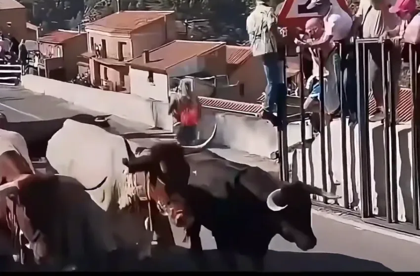  Τραγωδία στην Ισπανία: Ταύρος σκότωσε 64χρονη κατά τη διάρκεια ταυροδρομίας