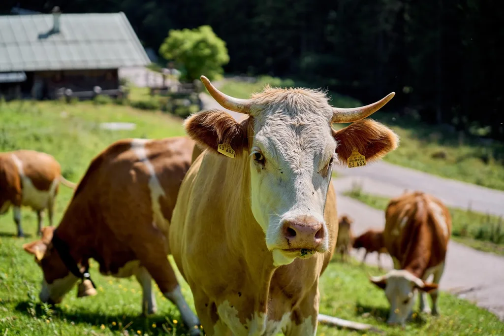 cows and bulls